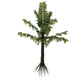 Alethopteris Prehistoric Plant from Wall Decal