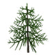 Araucaria Evergreen Tree from Wall Decal