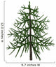 Araucaria Evergreen Tree from Wall Decal