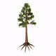 Archaeopteris Tree-like Plant from Wall Decal
