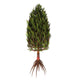 Asterophyllites Plant from Carboniferous Wall Decal