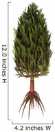 Asterophyllites Plant from Carboniferous Wall Decal