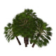 Group Chamaerops Palms Family Wall Decal