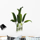 Prehistoric Macrotaeniopteris Plant from Wall Decal