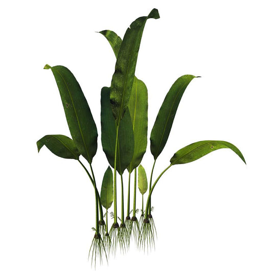 Prehistoric Macrotaeniopteris Plant from Wall Decal