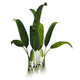 Prehistoric Macrotaeniopteris Plant from Wall Decal