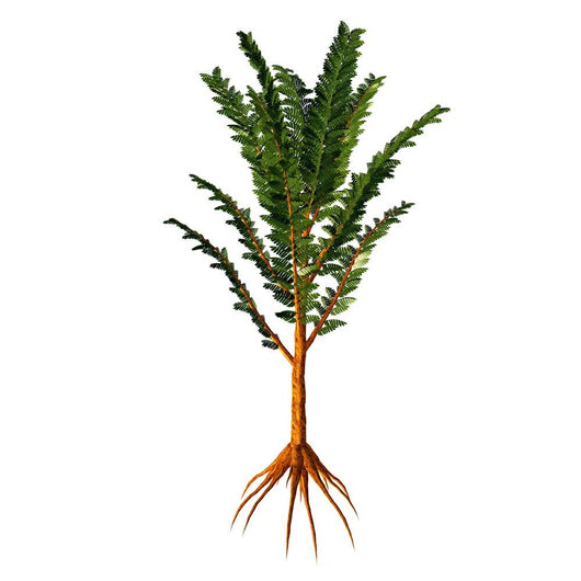 Extinct Pachypteris Plant from Wall Decal