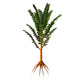 Extinct Pachypteris Plant from Wall Decal