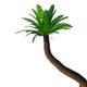 Cycad Tree White Wall Decal