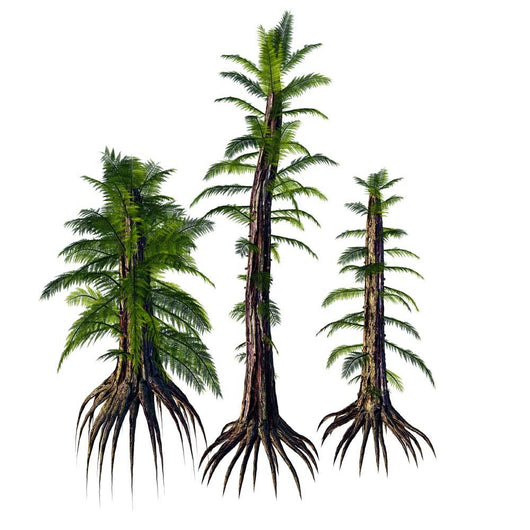 Tempskya Tree-like Ferns from Wall Decal