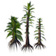 Tempskya Tree-like Ferns from Wall Decal