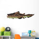 Edestus Shark White Wall Decal
