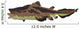 Edestus Shark White Wall Decal
