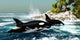Two Killer Whales Swim Wall Decal