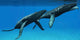 Two Humpback Whales Come Wall Decal