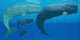 Mother Sperm Whale with Wall Decal