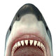 Close-up Great White Shark Wall Decal