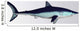 Mako Shark Wall Decal Design 2