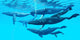 Group Humpback Whales Swimming Wall Decal