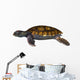 Green Sea Turtle Wall Decal