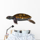 Green Sea Turtle Wall Decal