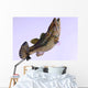 Largemouth Bass Wall Decal Design 2