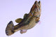 Largemouth Bass Wall Decal Design 2