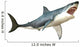 Great White Shark Wall Decal Design 5