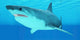 Great White Shark Swimming Wall Decal Design 4