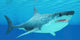 Great White Shark Swimming Wall Decal Design 3