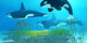 Three Killer Whales Pass Wall Decal
