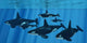 Pod Killer Whales Swimming Wall Decal