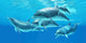 Group Bottlenose Dolphins Foraging Wall Decal