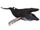 Humpback Whale Illustration White Wall Decal