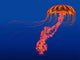 Orange Jellyfish Illustration Wall Decal