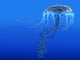 Blue Spotted Jellyfish Illustration Wall Decal