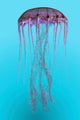 Pelagia Noctiluca Jellyfish Illustration Wall Decal