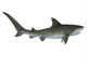 Tiger Shark Illustration Wall Decal