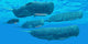Pod Sperm Whales Swimming Wall Decal