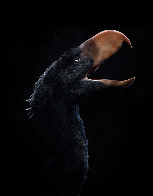 Andalgalornis Steulleti Flightless Predatory Wall Decal