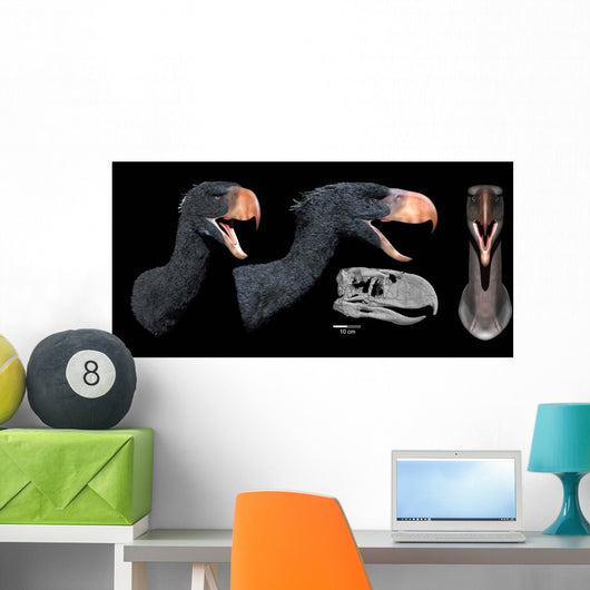 Head Reconstruction Andalgalornis Steulleti Wall Decal