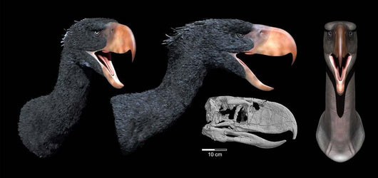Head Reconstruction Andalgalornis Steulleti Wall Decal