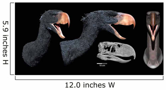 Head Reconstruction Andalgalornis Steulleti Wall Decal