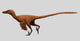 Velociraptor Mongoliensis Was Mid-sized Wall Decal Design 3