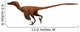 Velociraptor Mongoliensis Was Mid-sized Wall Decal Design 1