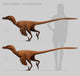 Size Comparison Velociraptor Mongoliensis Wall Decal