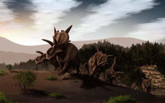 Herd Xenoceratops Foremostensis from Wall Decal