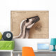 Yutyrannus Huali Is Feathered Wall Decal