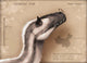 Yutyrannus Huali Is Feathered Wall Decal