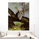 Archaeopteryx Log above Stream Wall Decal